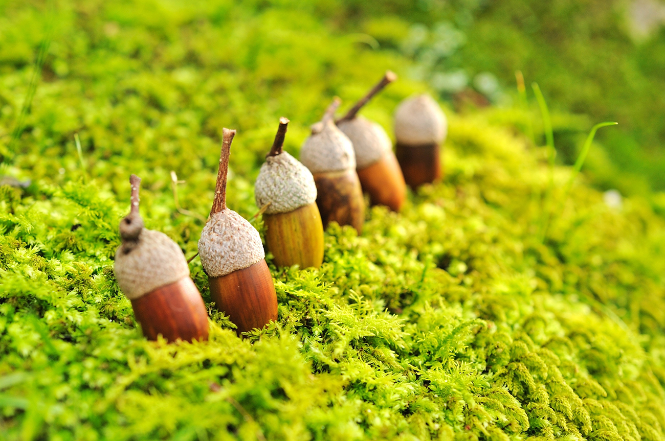 どんぐり. - Family Therapy Center Madison | Counseling & Therapy